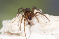 Un mle (Araneae - Amaurobiidae - Amaurobius erberi)